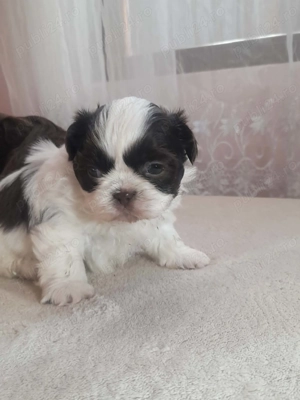 Cățeluși shitzu rasa curata 100% gata de plecare 