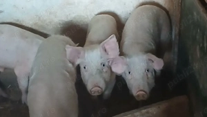 soldanii 50 kg - imagine 2