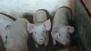 soldanii 50 kg - imagine 5