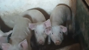 soldanii 50 kg - imagine 4