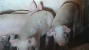 soldanii 50 kg - imagine 3