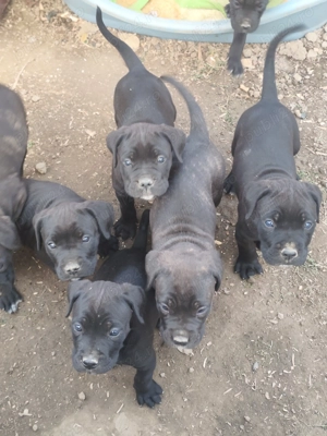  Cane Corso 