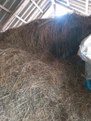 Fân de vânzare  - imagine 3