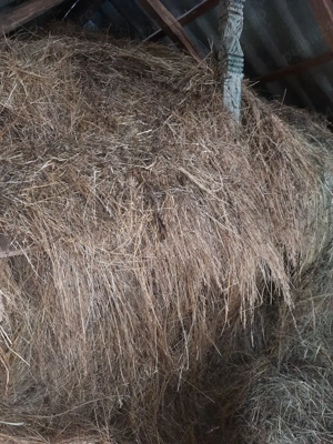 Fân de vânzare  - imagine 4