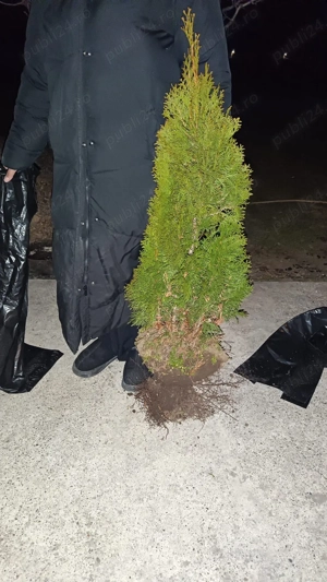  Vând tuia smaragd 25 lei 90-110 cm !  - imagine 5