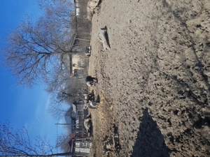 Vand scroafe bazna - imagine 2