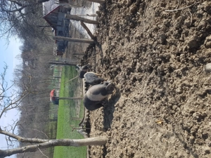 Vand purcele bazna   - imagine 4