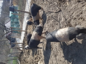 Vand purcele bazna   - imagine 3