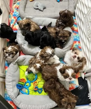 Pufosenii Shitzu rasa pura  