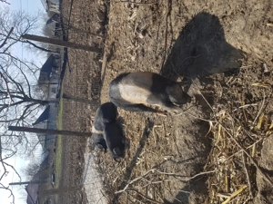 Vand purcele bazna   - imagine 2