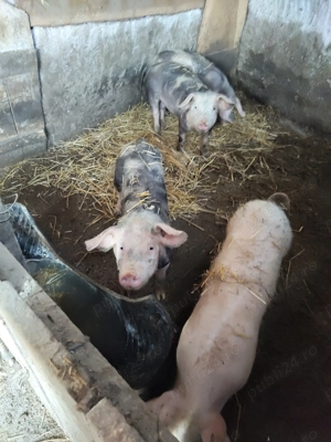 Porci de vanzare - imagine 2