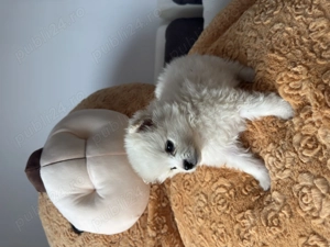 Pui pomeranian spitz  - imagine 2