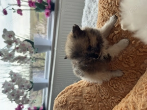 Pui pomeranian spitz  - imagine 3