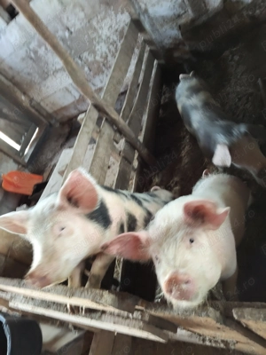 Porci de vanzare - imagine 3