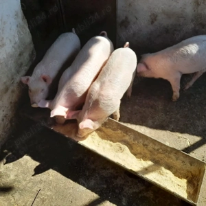 Vând purcei  - imagine 4