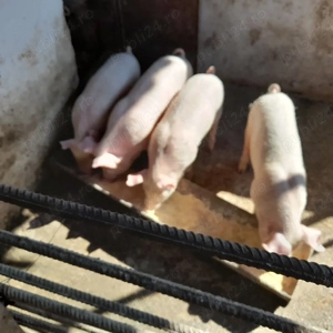 Vând purcei  - imagine 3