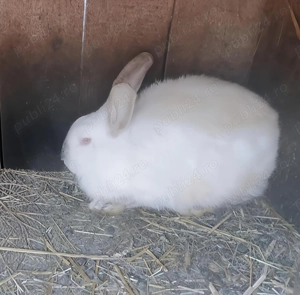 Vând iepuri (rasă mixtă)