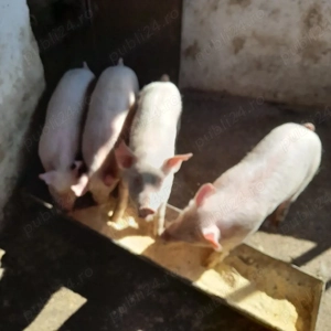 Vând purcei  - imagine 2