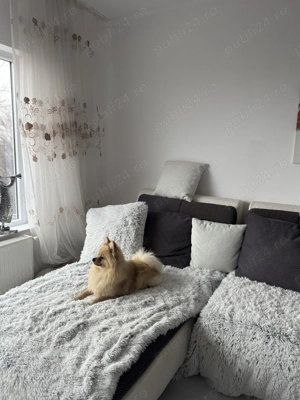Pui pomeranian spitz  - imagine 5