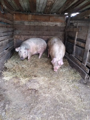 Scroafe de vanzare  - imagine 2