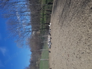 Vand bibilici multicolore 