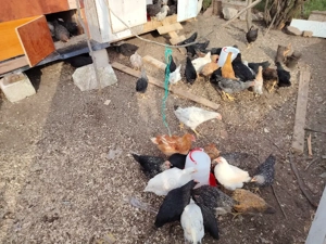 Puisori de tara crescuti natural  - imagine 3