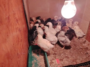 Puisori de tara crescuti natural  - imagine 2