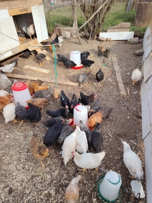 Puisori de tara crescuti natural  - imagine 5