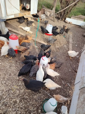 Puisori de tara crescuti natural  - imagine 4