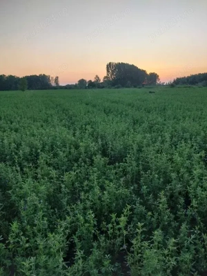 Vand baloti de lucerna  Olt