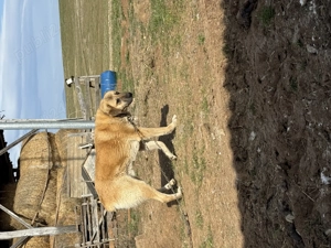 Caini ciobanesti de vanzare - imagine 2