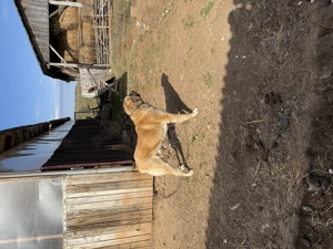 Caini ciobanesti de vanzare