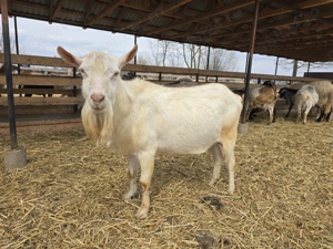 Vand sau schimb tap Sannen - imagine 4