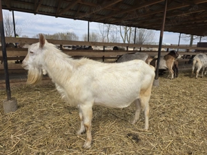 Vand sau schimb tap Sannen