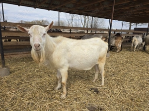 Vand sau schimb tap Sannen - imagine 3