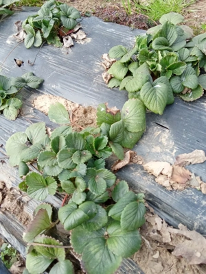 Vand stoloni de capsuni - imagine 2