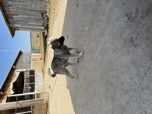 Caini ciobanesti de vanzare - imagine 5