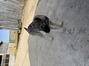 Caini ciobanesti de vanzare - imagine 3