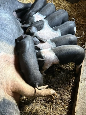 vând scroafă fatata  - imagine 2