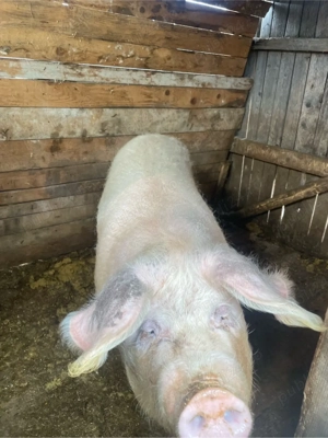 vnd scorfa gestanta  - imagine 2