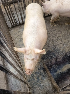      porci