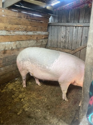 vnd scorfa gestanta  - imagine 3