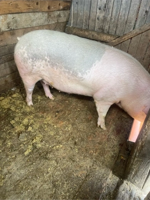 vnd scorfa gestanta  - imagine 4