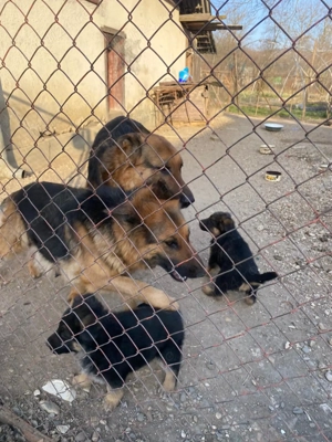 Pui ciobanesc german - imagine 3