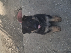 Pui ciobanesc german - imagine 2