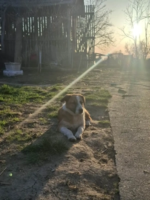 Cautam stapani - imagine 4