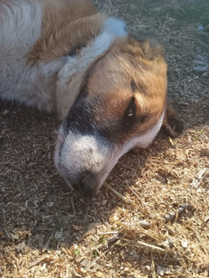 Cautam stapani - imagine 5