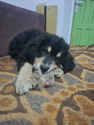 Cautam stapani - imagine 2