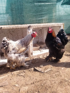 Vând cocoși brahma - imagine 3