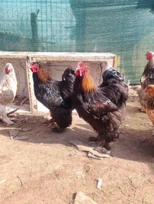 Vând cocoși brahma - imagine 2